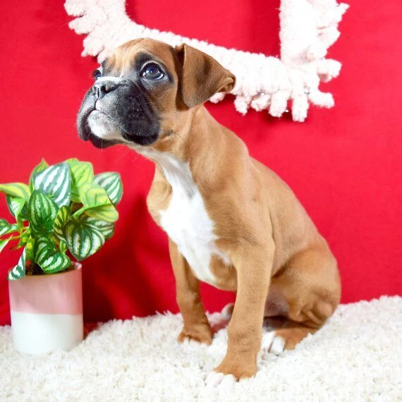 REGALO Estremamente carino cuccioli di boxer per l'adozione Sono a casa sollevati e vasino addestrat