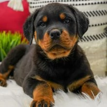 Regalo ROTTWEILER CUCCIOLI (MASCHIO E FEMMINA) bellissimo cuccioli di rottweiler (maschio e femmina)