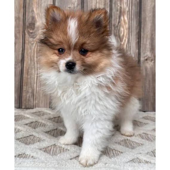 Regalo Cuccioli di volpino di pomerania Pomerania maschi e femmine, vaccinati sverminati e con micro