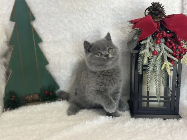 Due cucciole british shorthair!!