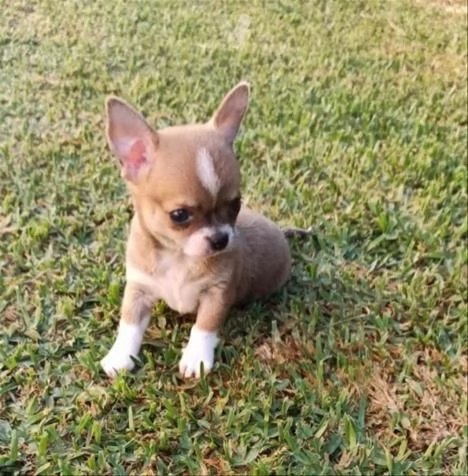 Vendo cuccioli di chihuahua mini giocattolo | Foto 1