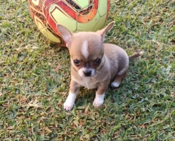 Vendo cuccioli di chihuahua mini giocattolo | Foto 0