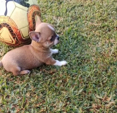 Vendo cuccioli di chihuahua mini giocattolo