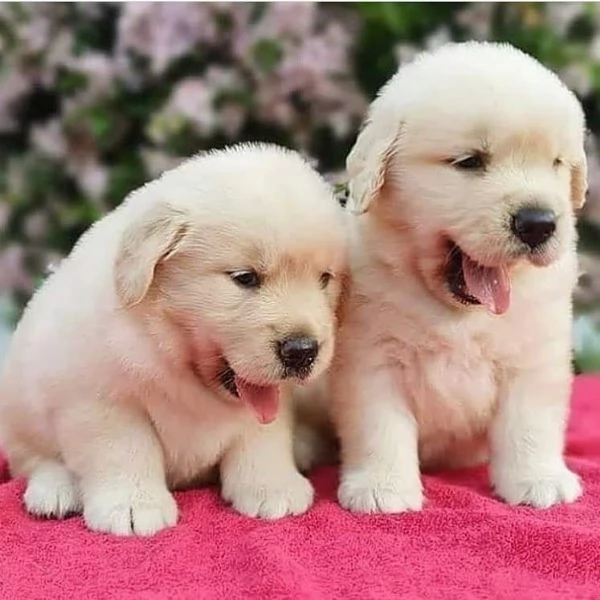 Meravigliosi cuccioli Golden Retriever