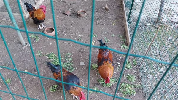 Vendo Galli di razza Marans e Australorp | Foto 1