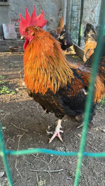 Vendo Galli di razza Marans e Australorp