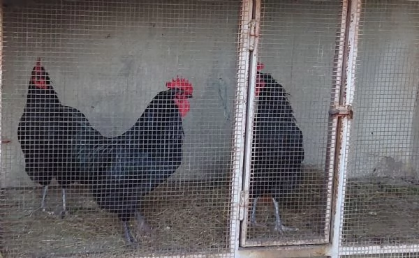 Vendo Galli di razza Marans e Australorp | Foto 0