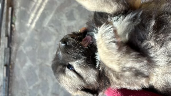 cuccioli incrocio pastore del caucaso e abruzzese  | Foto 2