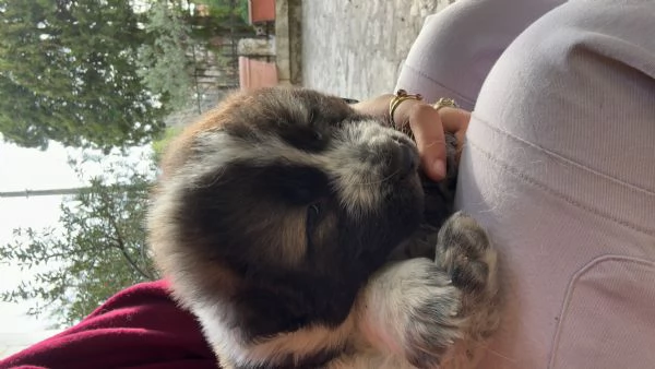 cuccioli incrocio pastore del caucaso e abruzzese  | Foto 0