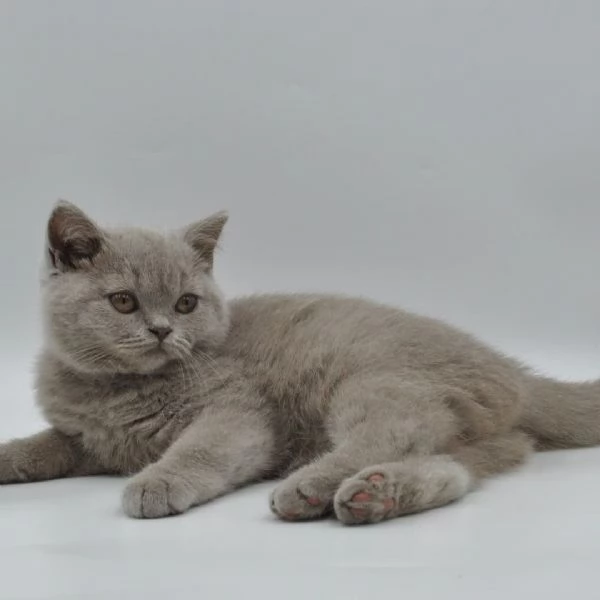 Due cucciole british shorthair!!