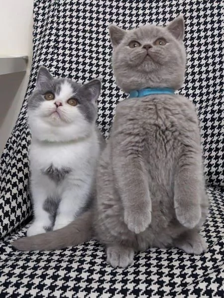 Due cucciole british shorthair