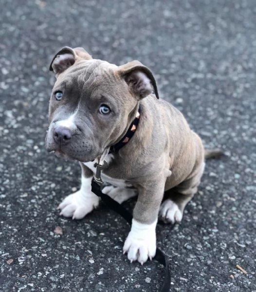 Adorabile cucciolo di pitbull pronto per l'adozione 