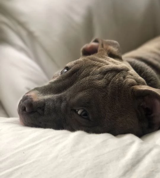 Adorabile cucciolo di pitbull pronto per l'adozione  | Foto 4