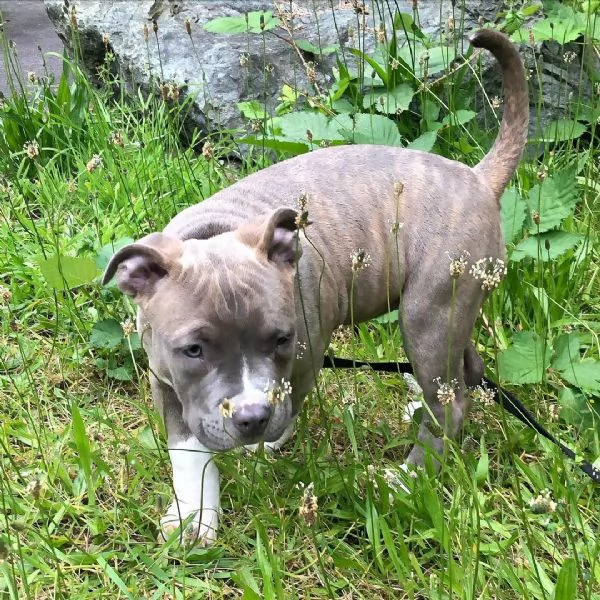 Adorabile cucciolo di pitbull pronto per l'adozione  | Foto 2