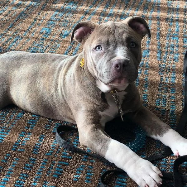 Adorabile cucciolo di pitbull pronto per l'adozione  | Foto 1