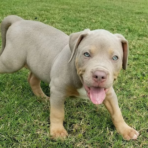 Pitbull Americano