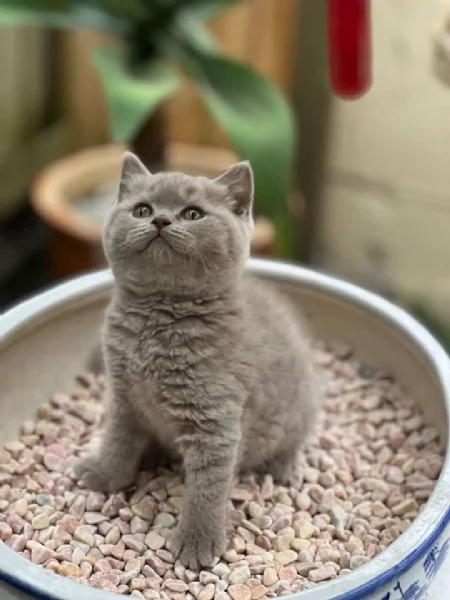 Gatti British shorthair