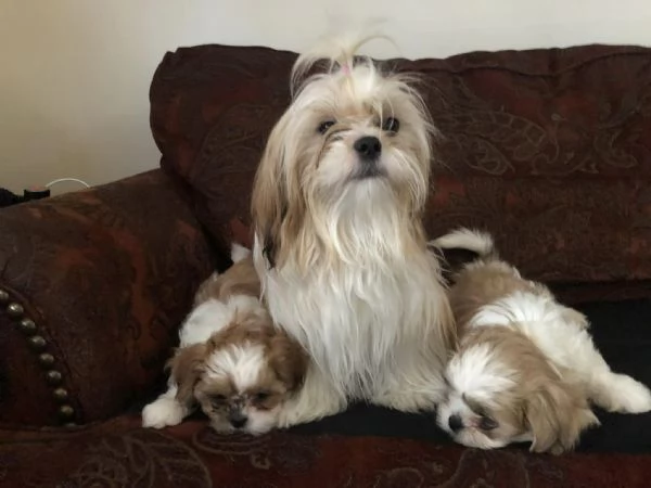 Shih Tzu maschio o femmina