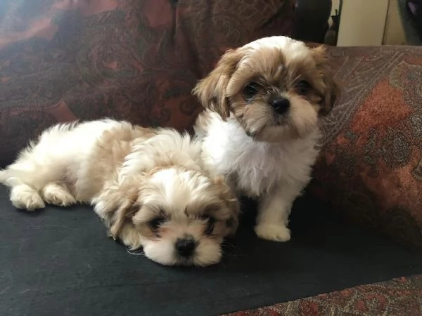 Shih Tzu maschio o femmina | Foto 1