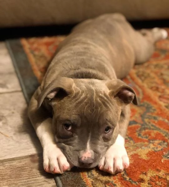 Cucciolo maschio di pitbull blu