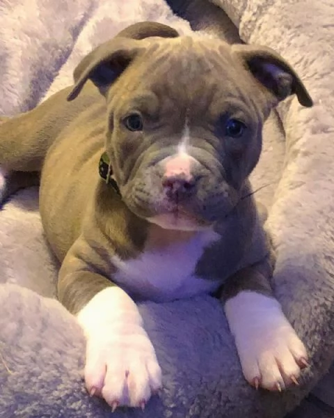 Cucciolo maschio di pitbull blu | Foto 1