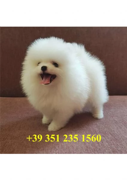 Simpatici e adorabili Pomerania 