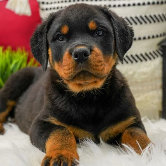 Regalo ROTTWEILER CUCCIOLI (MASCHIO E FEMMINA) bellissimo cuccioli di rottweiler (maschio e femmina)