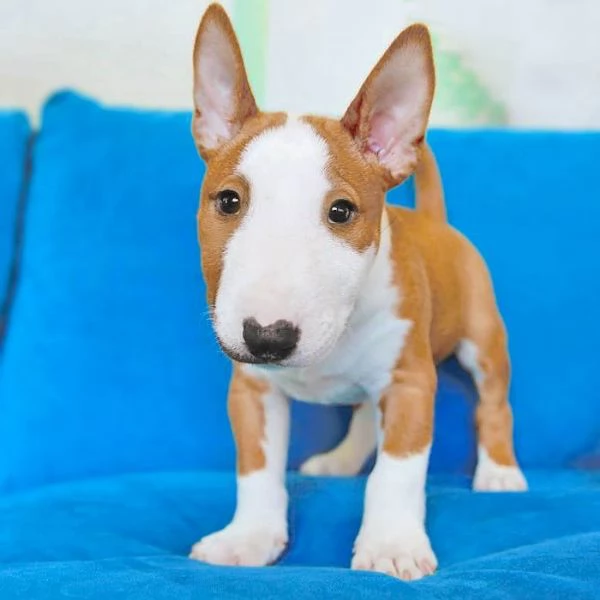  adorabili cuccioli di bull terrier femminucce e maschietti disponibili . i cuccioli sono vaccinati 