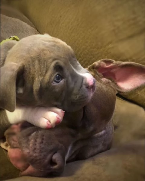 Vendo cuccioli di pitbull maschi e femmine | Foto 0