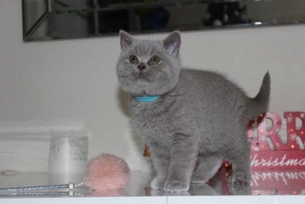 Due cucciole british shorthair!!