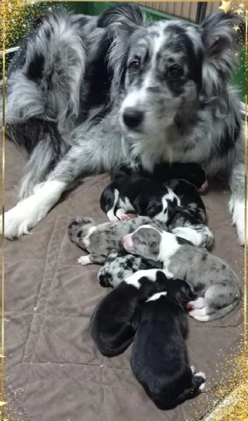 Border Collie 