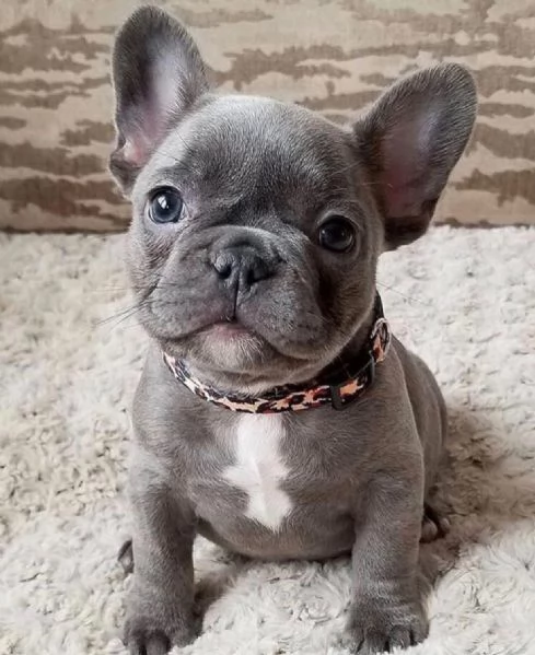 Vendita cucciolo Bouledogue francese cuccioli