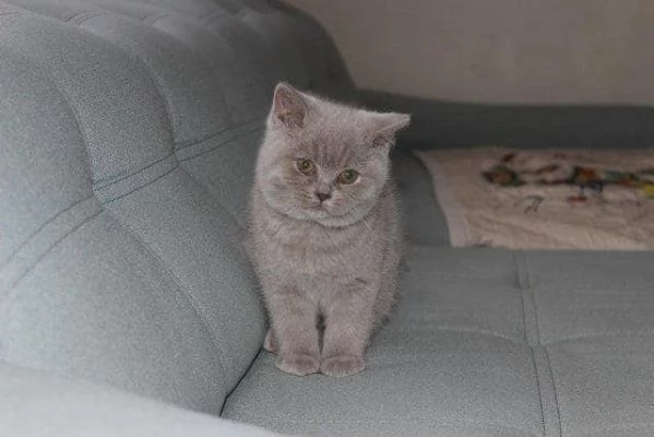 Gattini British Shorthair dolcissimi!! | Foto 0