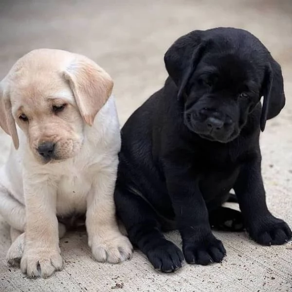  Regalo CUCCIOLI LABRADOR BELLISSIMI CUCCIOLI DI LABRADOR DI PRIMA SCELTA IN PRONTA CONSEGNA MICROCI