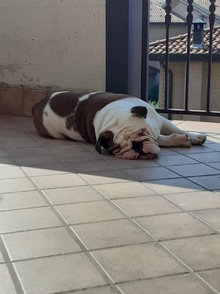 Vendo bulldog inglese