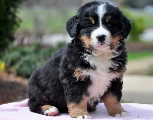 Energici cuccioli di bovaro del bernese