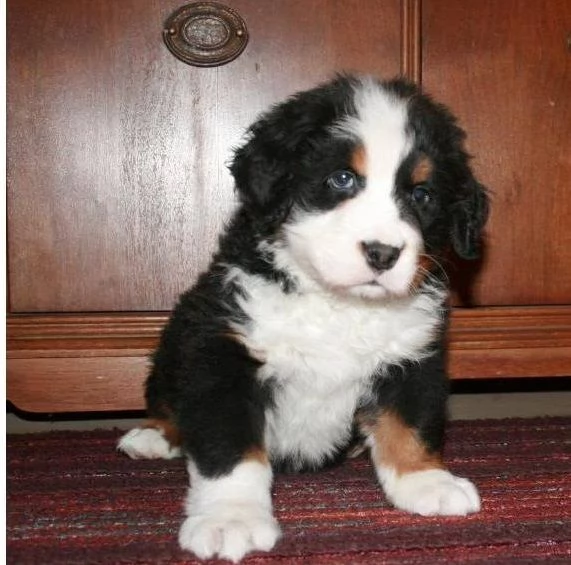 >>>Energici cuccioli di bovaro del bernese>>