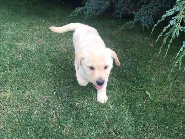 Regalo cucciolo REGALO CUCCIOLI DI LABRADOR 