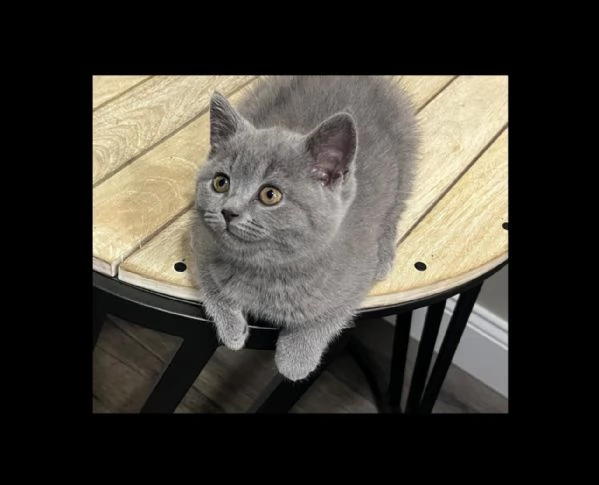 Gatti British shorthair!!