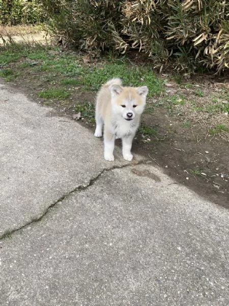 Cuccioli Akita inu