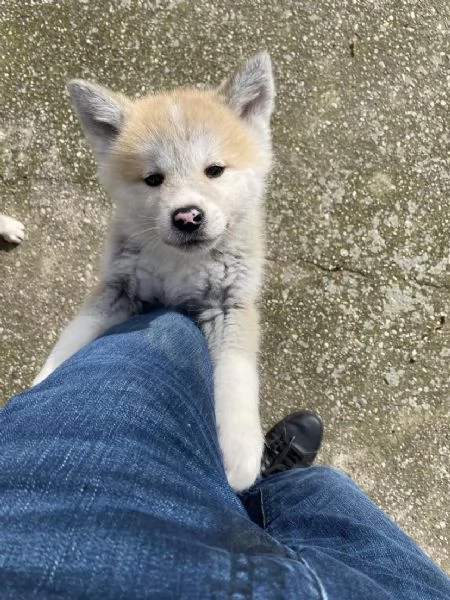 Cuccioli Akita inu | Foto 2