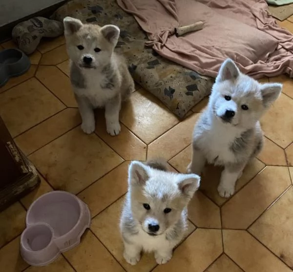 Cuccioli Akita inu | Foto 0