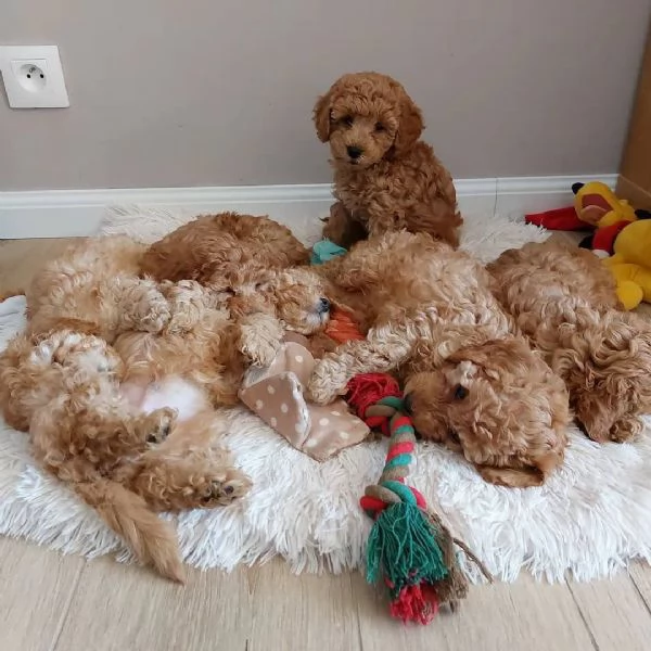 Bellissimi cuccioli di Maltipoo.