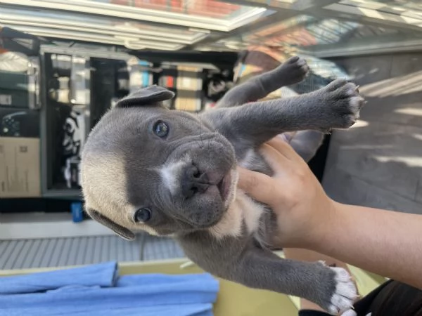 Disponibili cuccioli di american Bully