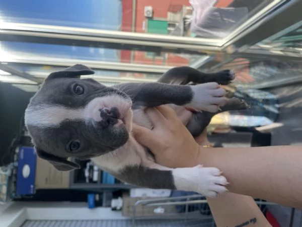 Disponibili cuccioli di american Bully | Foto 4