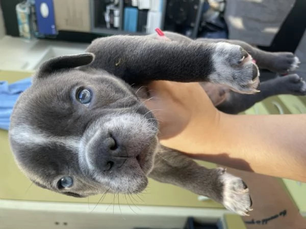 Disponibili cuccioli di american Bully | Foto 1