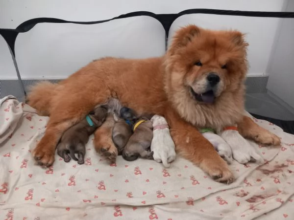 Cuccioli Chow Chow 