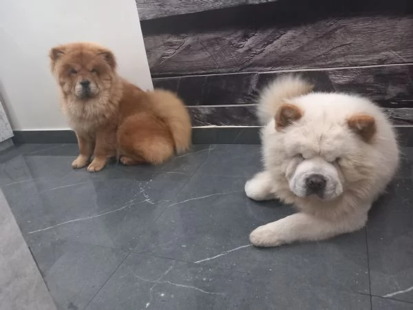 Cuccioli Chow Chow  | Foto 0