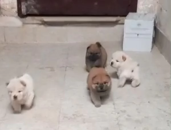 Chow chow cuccioli 