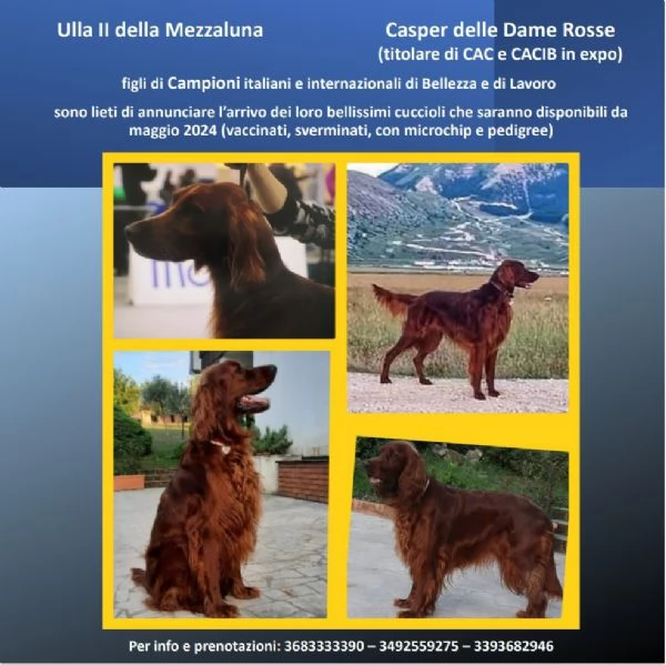 Cuccioli di setter irlandese